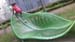 IMG-20180328-WA0008
