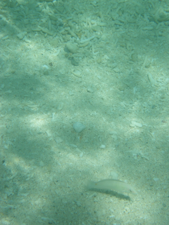 IMGP4955