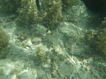 IMGP5010