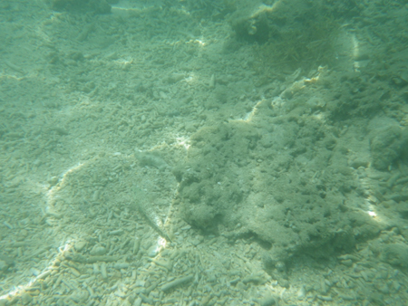 IMGP5082