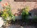 IMG-20140711-WA0011