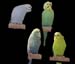 IMG-20191128-WA0010